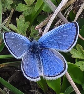 Common Blue