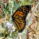 Monarch Butterfly