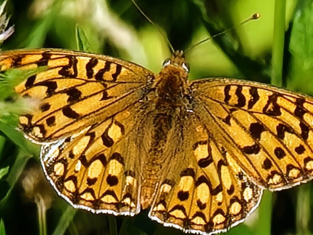 Great Basin Fritillary