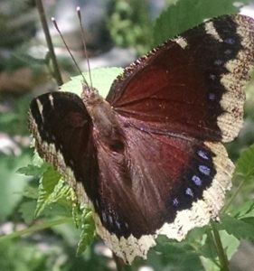 Mourning Cloak Butterfly