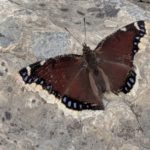 Mourning Cloak on rock