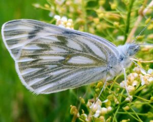 Western White Butterfly