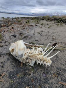 Carp Bones at Utah Lake