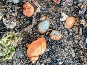 Common Snail Shells Utah Lake