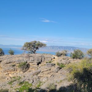 False Mahogany Tree at the Red Tail Rocks