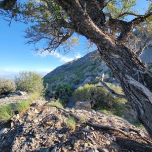 View from the False Mahogany at the Red Tail Rocks