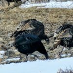 Wlld Turkey of the Wasatch Front