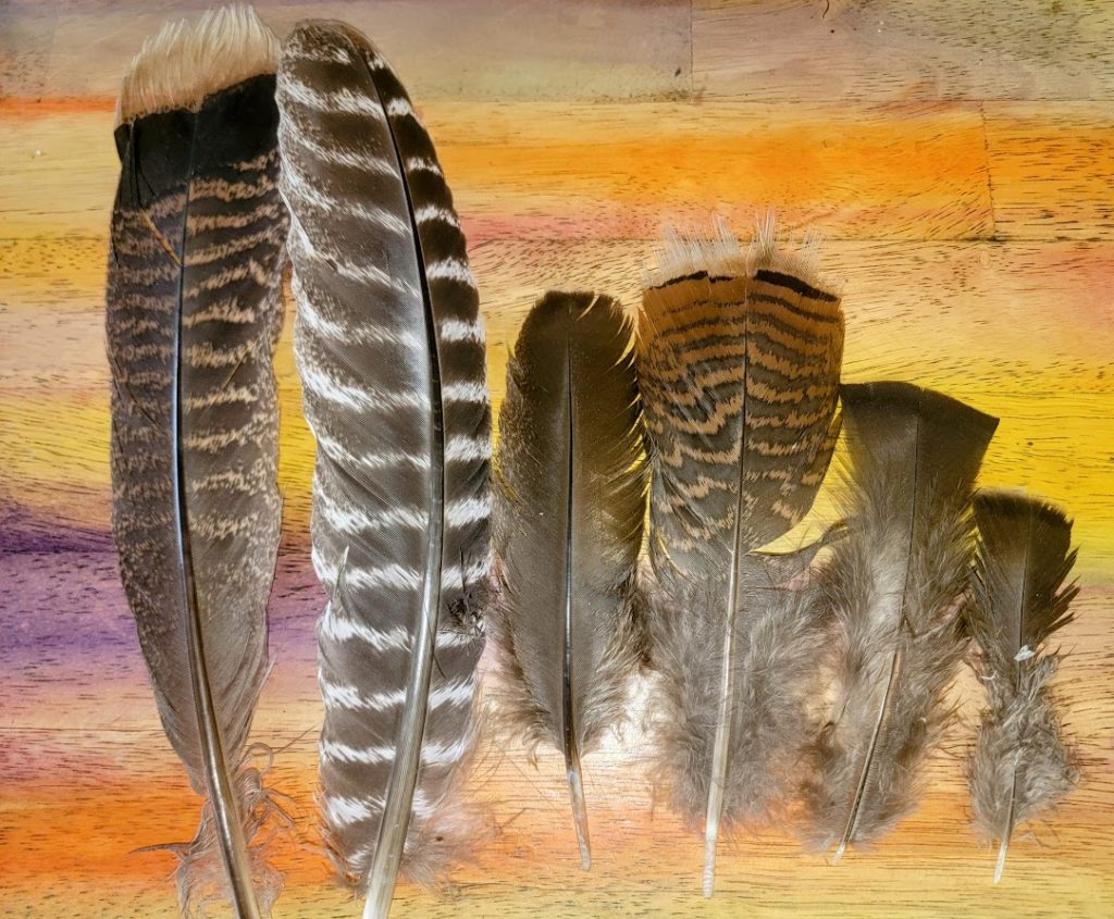 Colorful Turkey Feathers