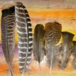 Colorful Turkey Feathers