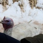 Abandoned Turkey Friend